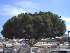 Puerto del Rosario
