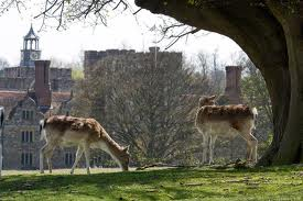 [Knole-Park3.png]