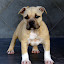 CANILAMICHEETTIAMSTAFFORDSHIREAMERICANBULLY