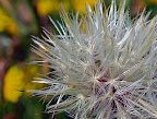 Wild flower!