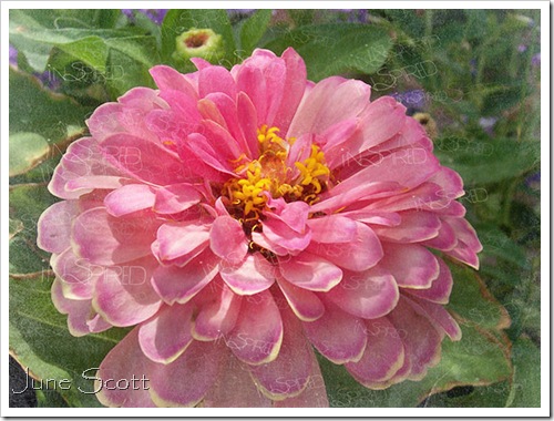 Zinnia_Inspired