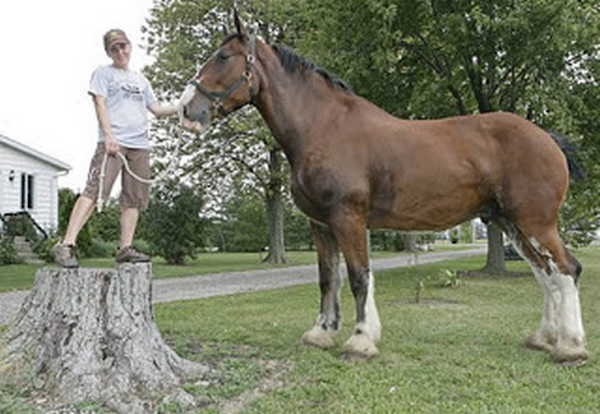 9- O cavalo mais alto do mundo 9- O cavalo mais alto do mundo