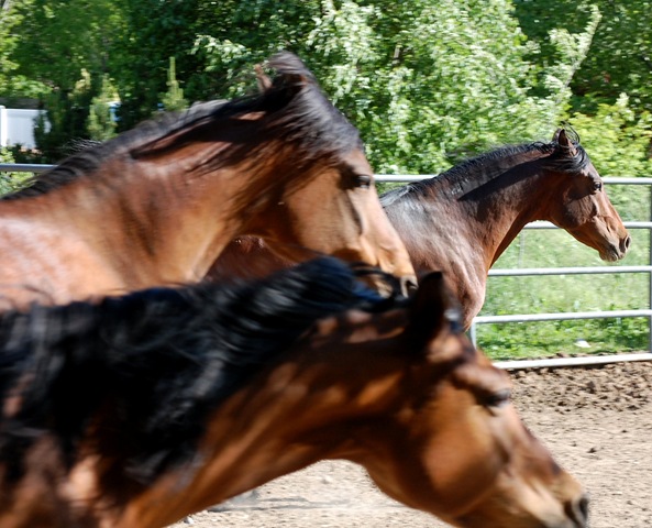 [horses201162.jpg]