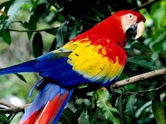 beautiful-parrot_97573-480x360