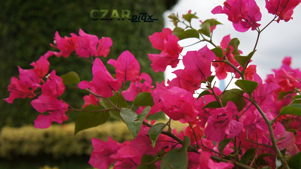 [Dark-Red-Bougainvillea4.jpg]