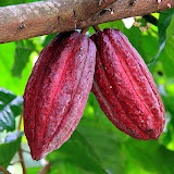 Cocoa Pods - St. George's, Grenada