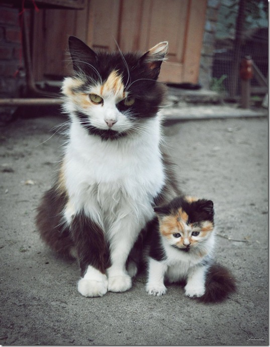 animals-mini-me-21