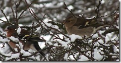 chaffinch male and female