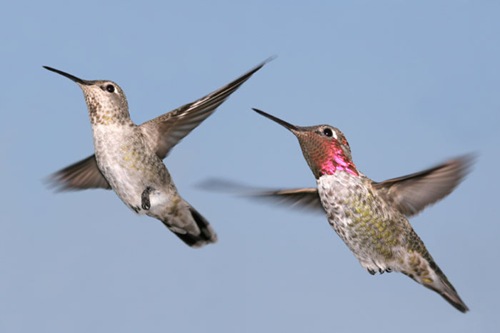 [hummingbird%255B3%255D.jpg]