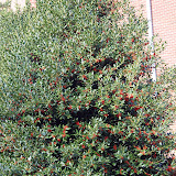 DSC_2447.JPG