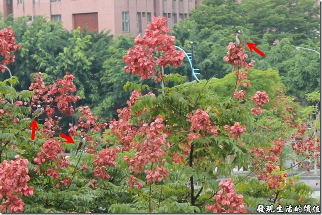 在台灣欒樹的樹梢上沒有見著赤腰燕，卻見幾隻白頭翁在樹梢上徘徊。