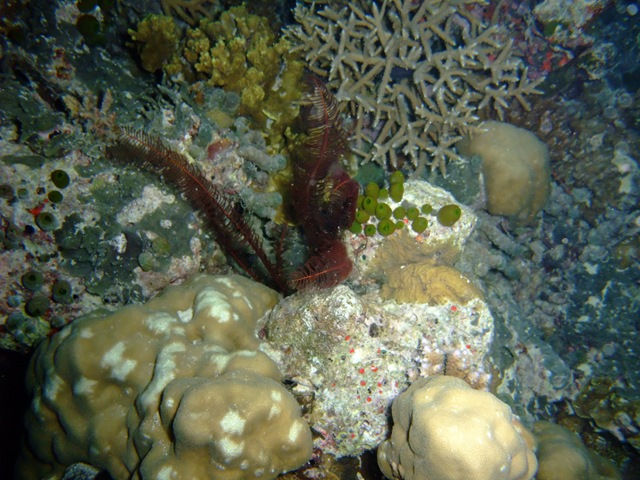 [Corals2.jpg]