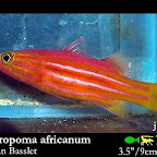 Liopropoma_africanum.jpg