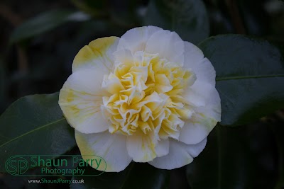 Trengwainton Gardens-3.jpg