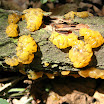 Tremella mesenterica Yellow brain fungus a.jpg