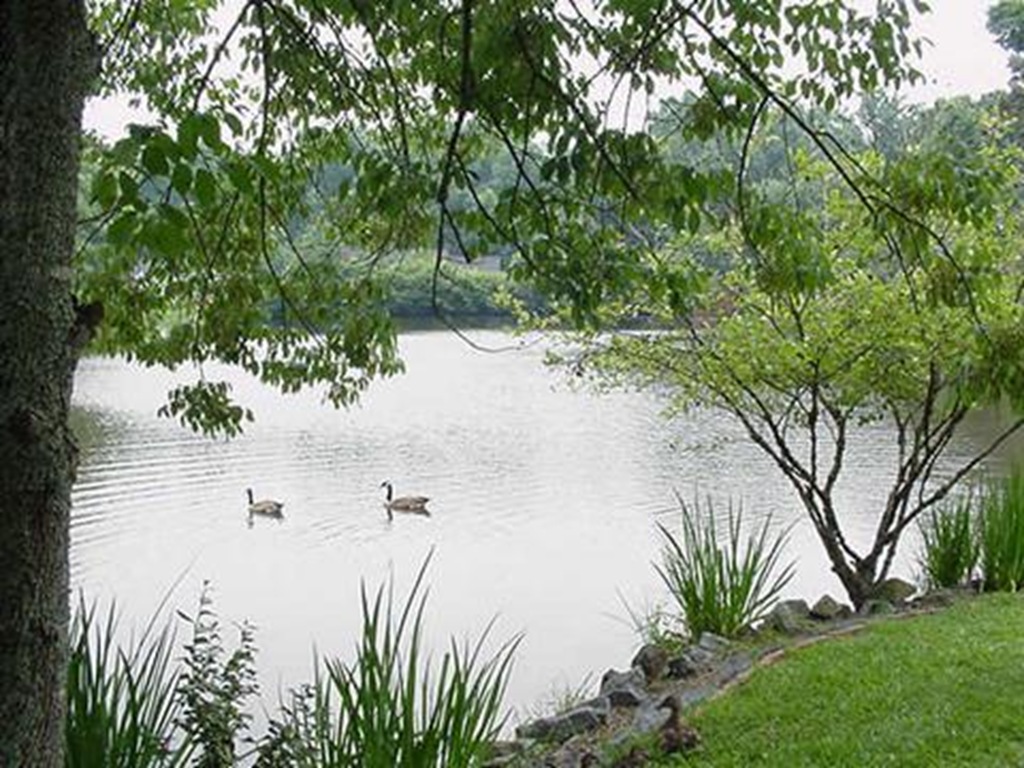 [backyard2%255B4%255D.jpg]