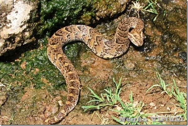Puff-adder-Bitis-arietans Puff-adder-Bitis-arietans