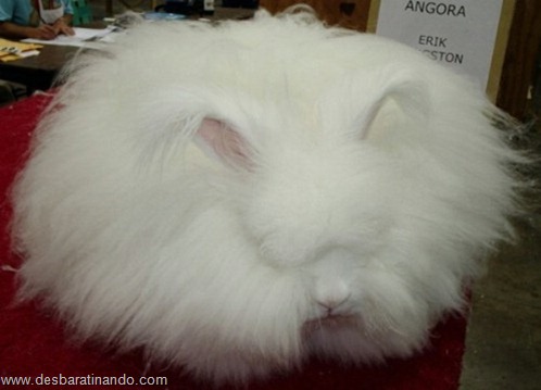 coelho angora peludo desbaratinando (3) coelho angora peludo desbaratinando (3)