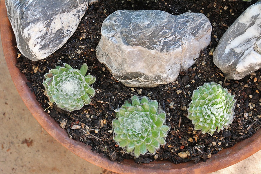 [110828_new-sempervivum-bowl_02%255B2%255D.jpg]