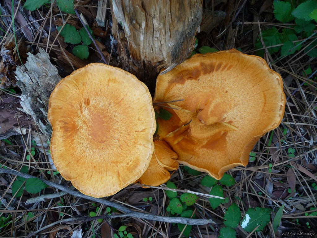 [Gl%25C3%25B3ria%2520Ishizaka%2520-%2520Flor%2520amarela%252044%255B11%255D.jpg]