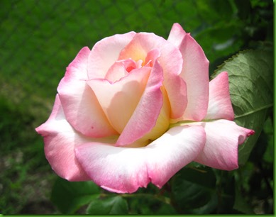Rose PRISTINE Rose PRISTINE