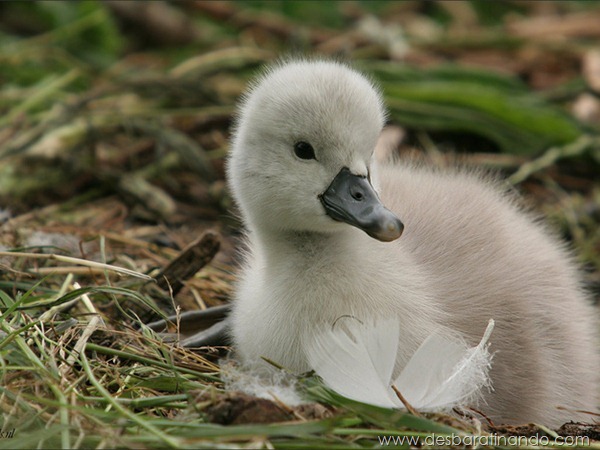 filhotes-patos-fofos-pequenos-desbaratinando (8)