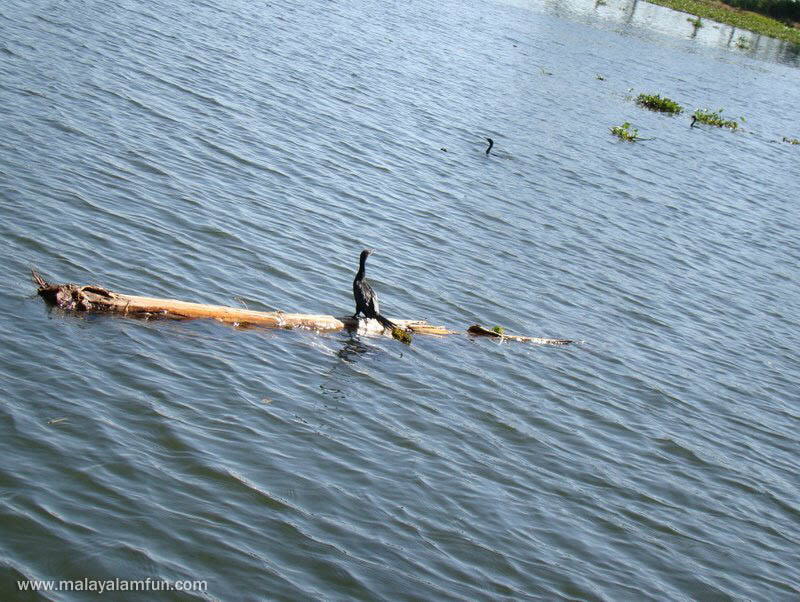 Oru Kuttanadan Yathra: The scenic view of Kerala(South India)