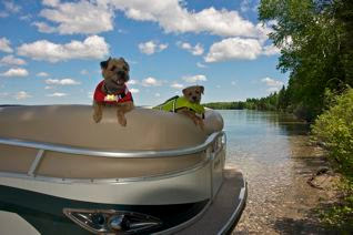 "Ryder", one of Mardi's pups.
Living the good life in Winnepeg, Canada