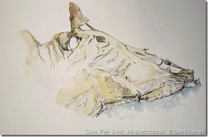 © Sue Pownall © Sue Pownall