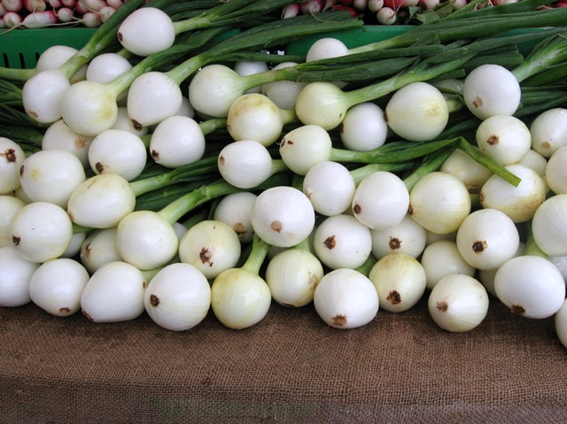 [ONION%255B4%255D.jpg]