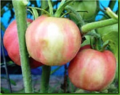 TO Red Peach TO Red Peach