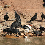 Buzzards and their king fighting over a couple catfish carcasses