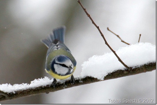Parus caeruleus Parus caeruleus