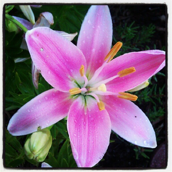 [pink-lily5.jpg]