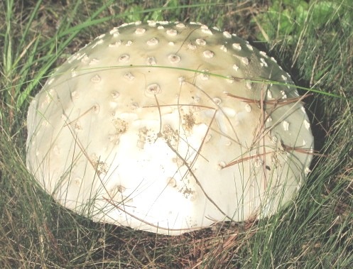 [mushroom13.jpg]