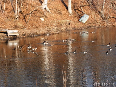 9. geese-kab 9. geese-kab