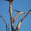 Red-headed Woodpecker