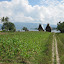 Traditional Batak houses by the lake shore