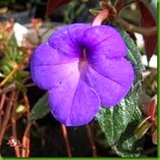 Achimenes mexicana