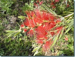 sml bottle brush