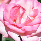 This weekend, the Garden & Arts Center near McKinley Park played host to the Sacramento Rose Society's 63rd Annual Rose Show.This show is open to anyone from novices to amateurs. (See full article at SacMav.com) News_110430_RoseSociety_Kleine