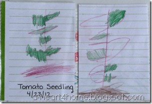 tomato seedlings Emahry tomato seedlings Emahry