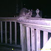 Racoon 024.JPG