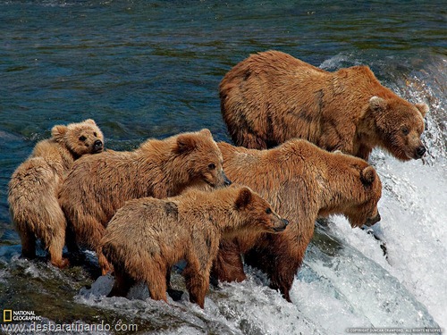 wallpapers national geographic desbaratinando (56) wallpapers national geographic desbaratinando (56)