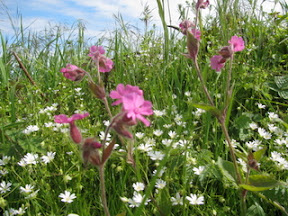 Naturkursus