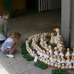 IMGP8442.JPG