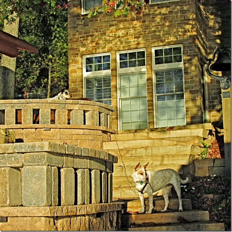 A - decks, house, dogs A - decks, house, dogs 