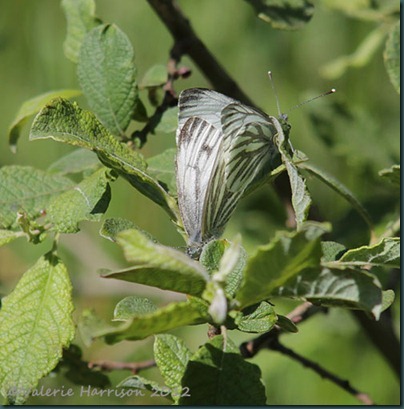 green-veined-white