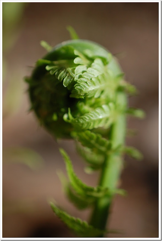 fiddle head 1