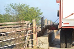 feed cows 002 feed cows 002